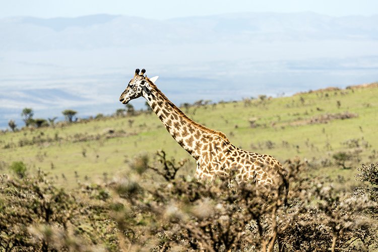 TZA ARU Ngorongoro 2016DEC23 062